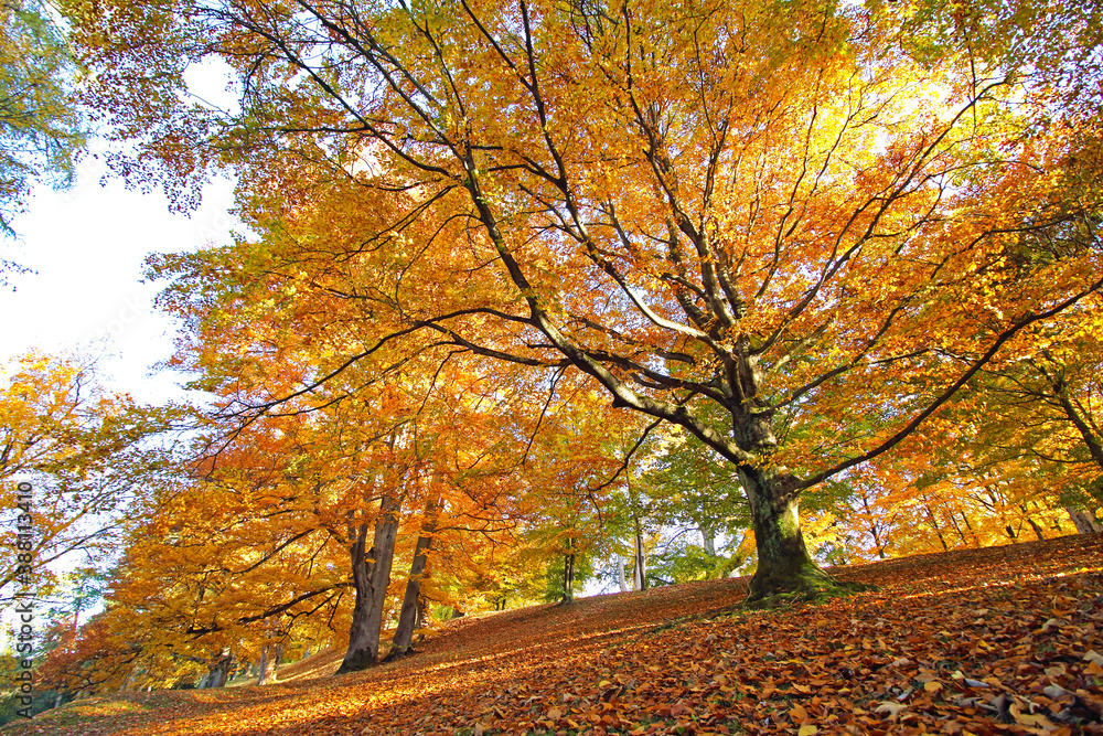 Wald Panorama während dem Goldenen Herbst.