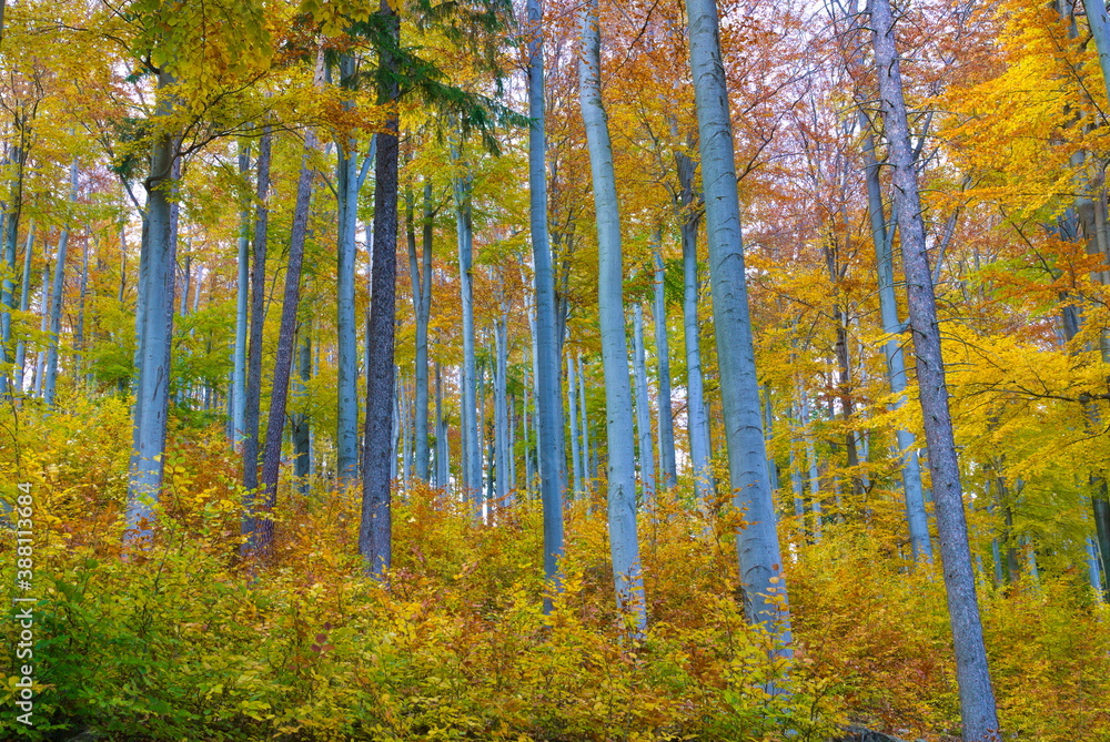 Obraz premium Jesienny las. 