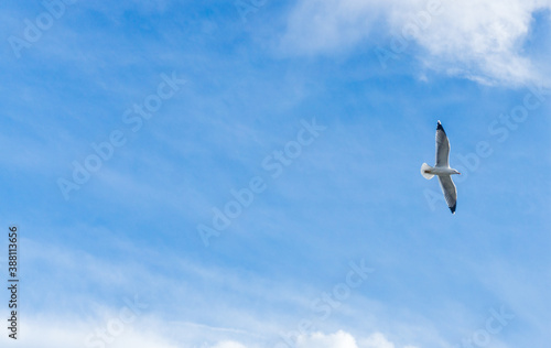 Picture of flying seagull