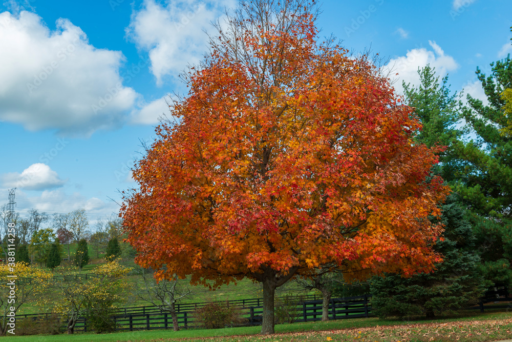 Naklejka premium Fall colors in 2020 as the season changes