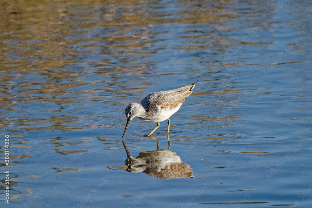 Common sandpiper Actitis hypoleucos in Fukuoka, Japan Common sandpiper Actitis hypoleucos in Fukuoka, Japan