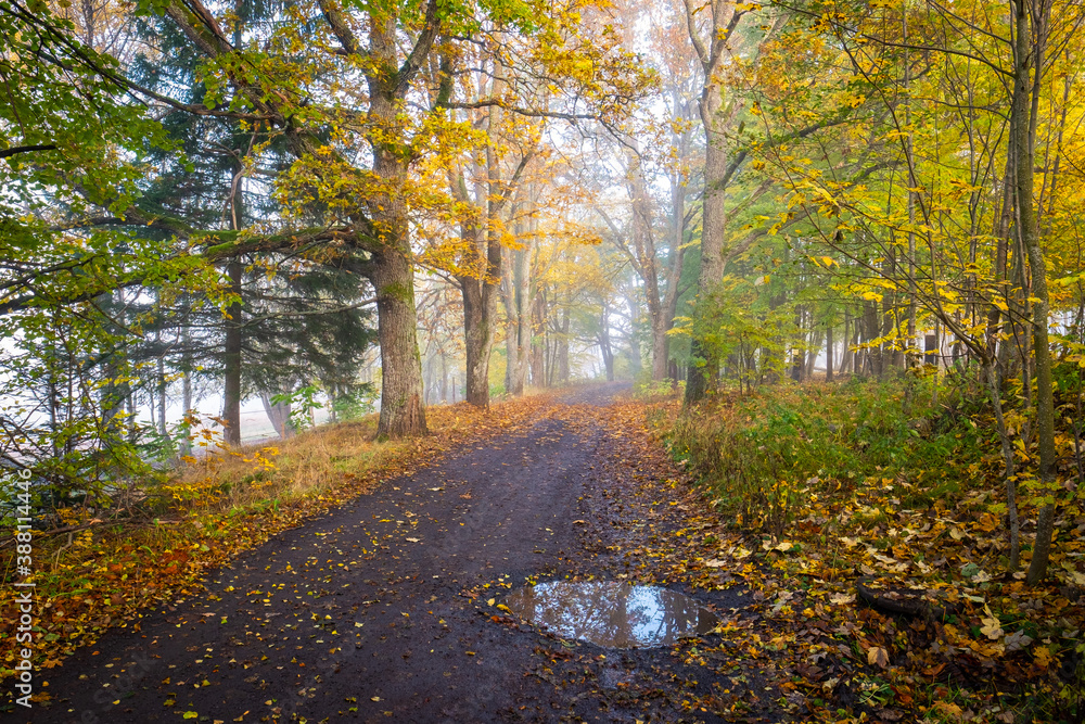 colorful trees alley in the morning, forest in fog, bohemian forest, czech republic