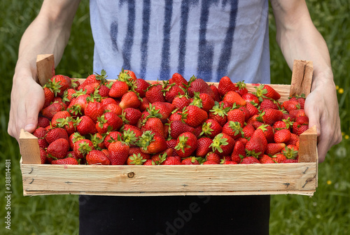 a box of strawberries in your hands, a ripe crop of delicious berries