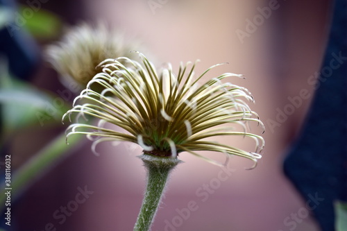 Verwelkte Blüte einer Clematis