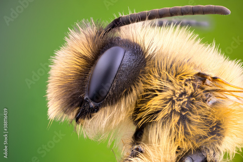 extreme close up of a mining bee portrait with full of hair.
