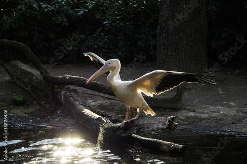 Great white pelican at the Zoo