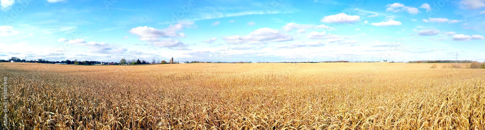 Dried corn stalks in the Sun with blue sky and light white clouds. Field of dried golden corn Autumn panorama background no one.