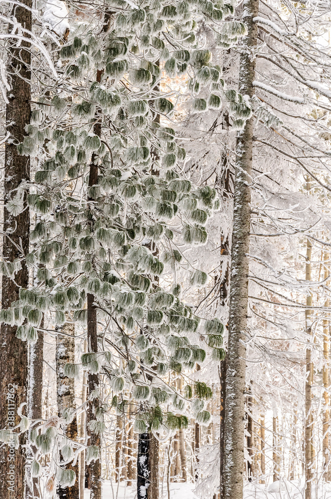 Obraz premium A cold sunny day in winter snow-covered forest. Siberian stone pine. West Siberia.