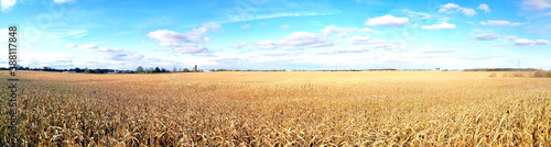 Dried corn stalks in the Sun with blue sky and light white clouds. Field of dried golden corn Autumn panorama background no one.