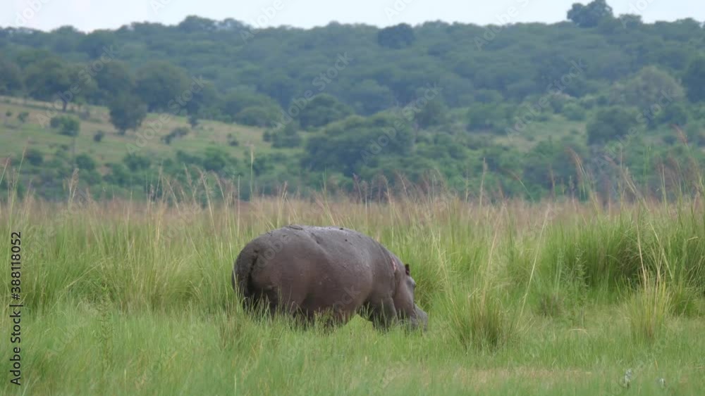 Hippo walks on grass field at Moremi Game Reserve, Botswana Hippo walks on grass field at Moremi Game Reserve, Botswana