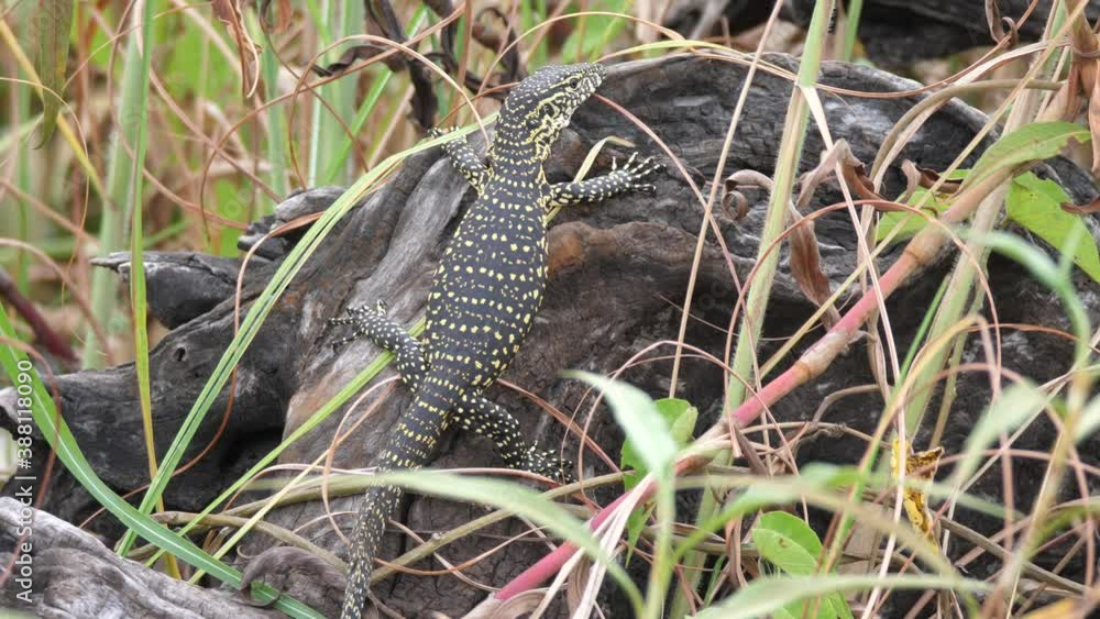 African Water monitor on a rock in Moremi Game Reserve in Botswana African Water monitor on a rock in Moremi Game Reserve in Botswana