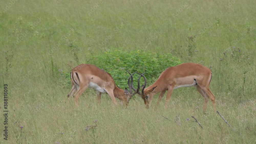 Two impalas locking horns in Moremi Game Reserve, Botswana Two impalas locking horns in Moremi Game Reserve, Botswana
