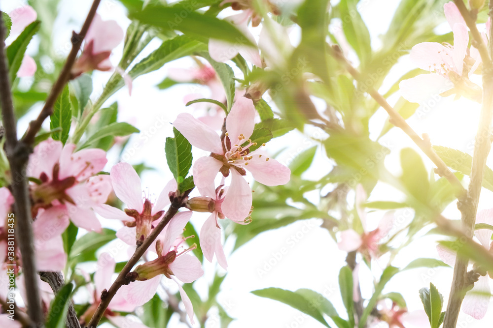 Beautiful tree branches with pink flowers, almond steppe or Sakura, beautiful spring background, decorative flowering culture with expressive fragrant flowers