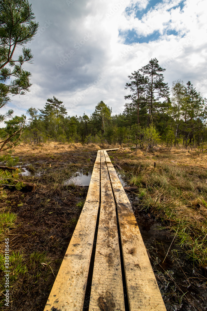 Swamp, National Natural Landmark by the Macha lake, Czech Republic