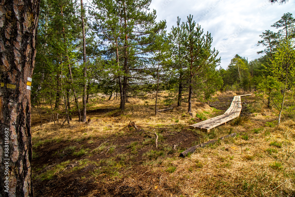 Swamp, National Natural Landmark by the Macha lake, Czech Republic
