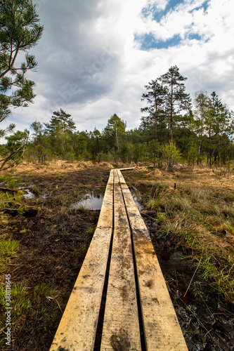 Obraz na płótnie Swamp, National Natural Landmark by the Macha lake, Czech Republic w salonie