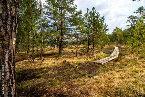 Obraz na płótnie Swamp, National Natural Landmark by the Macha lake, Czech Republic w salonie