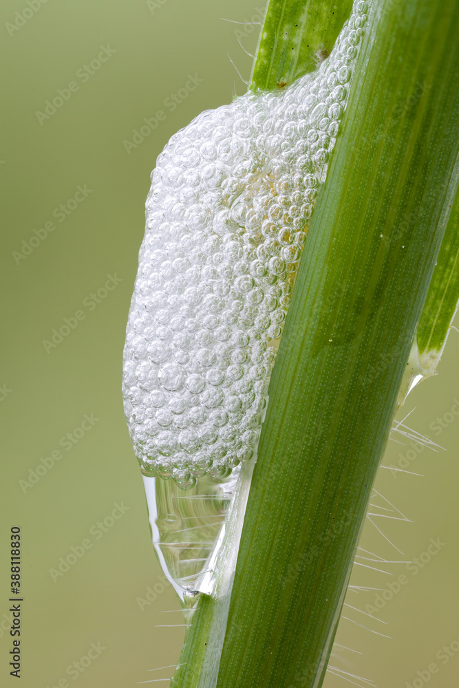 Φωτογραφία extreme close up of a bubble structure of a froghopper nymph.