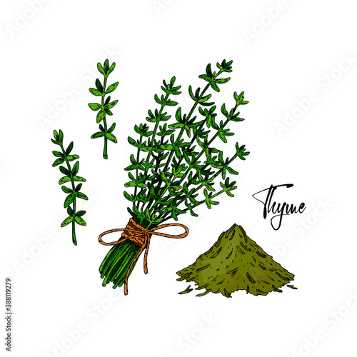 Set of hand drawn thyme branches in bloom and homeopathic and alternative medicine design elements. Vector illustration isolated on white. Botanical herbal plant in vintage colored sketch style.