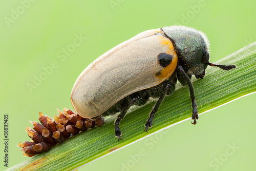 extreme close up of a leaf beetle laying eggs on a leaf.
