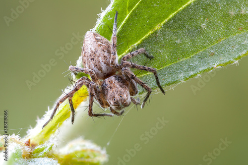 close up of a lynx spider on a leaf. dorsal view.