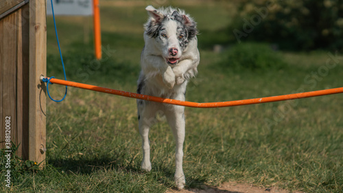 Border collie blue merle dog jumping a stick in the grass