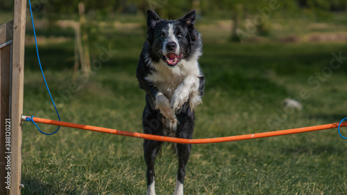 border collie training in the park, jumping a stick
