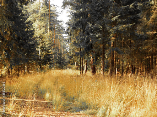 Fototapeta Naklejka Na Ścianę i Meble -  jesień