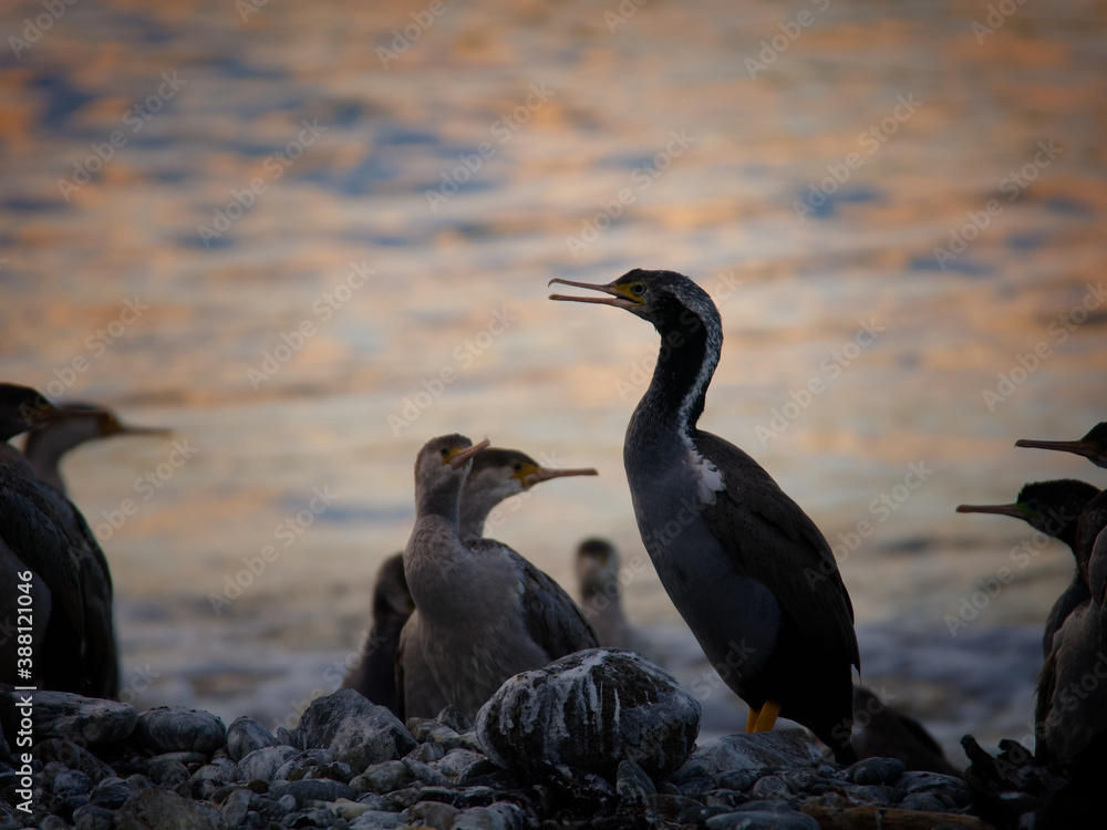 Spotted Shag - Stictocarbo punctatus - parekareka - species of cormorant endemic to New Zealand Spotted Shag - Stictocarbo punctatus - parekareka - species of cormorant endemic to New Zealand