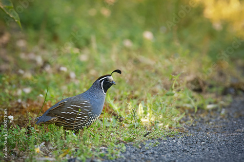 Callipepla californica - California quail on the ground with green background