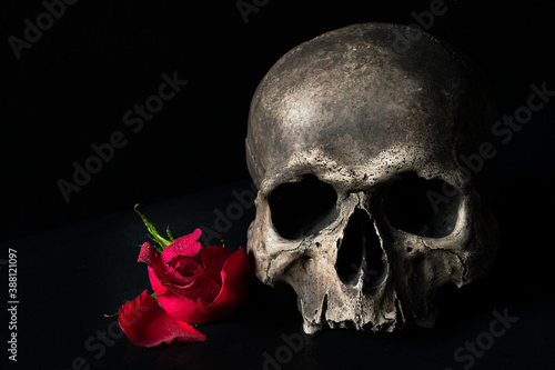 Human skull with red rose 
