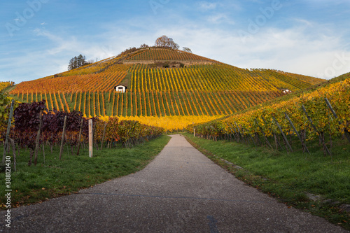 Weinberg im Herbst