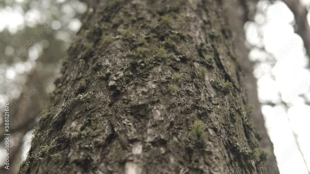 Bark of a tree in the forest, the movement of looking down, close-up Bark of a tree in the forest, the movement of looking down, close-up