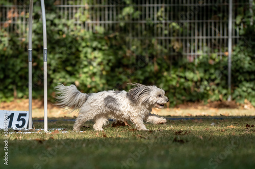 Hund im Hoopers Parcour