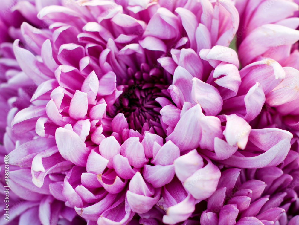 Beautiful colorful pink chrysanthemum in green leaves. Bush of chrysanthemums. Garden plants..