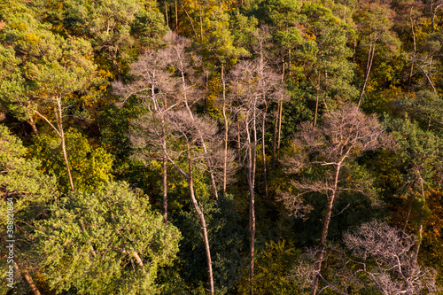 Luftaufnahme eines Waldstücks mit einzelnen durch den Klimawandel kranken Bäumen im deutschen Mischwald photo