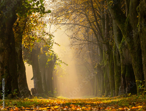 Fototapeta Naklejka Na Ścianę i Meble -  Beautifully sunbeams on the autumn misty alley. Bright golden leaves on a path between old trees in an early sunny morning