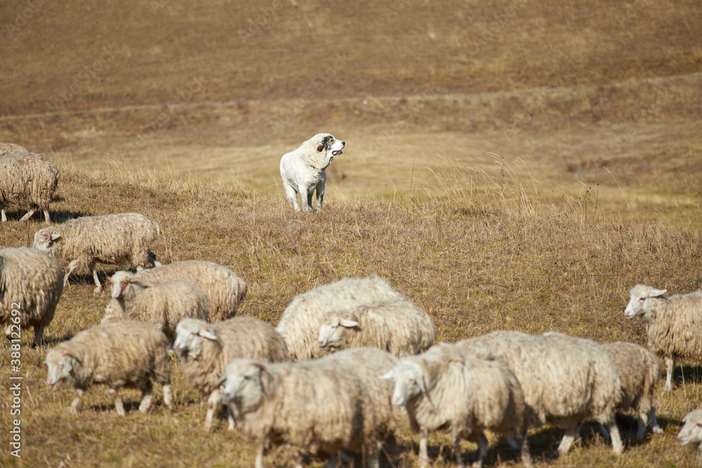 Obraz premium The shepherd grazes sheep in the mountains, a flock of sheep. Dagestan, national tradition