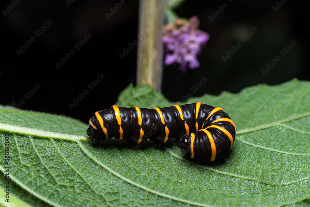 Naklejka premium Caterpillar