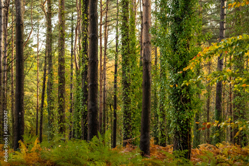 Autumn morning in the New Forest, UK © JoshSilsbury