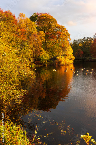 Colourful Autumn trees reflecting on a lake of geese