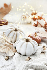 Autumn pumpkins with dry leafs, acorns and knitted sweater