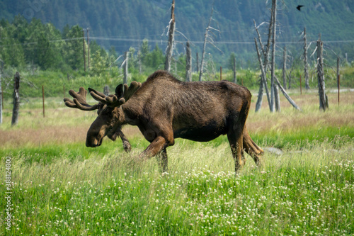 moose in park national park