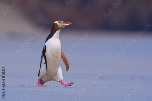Yellow-eyed penguin - hoiho - Megadyptes antipodes, breeds along the eastern and south-eastern coastlines of the South Island of New Zealand, Stewart Island, Auckland Islands