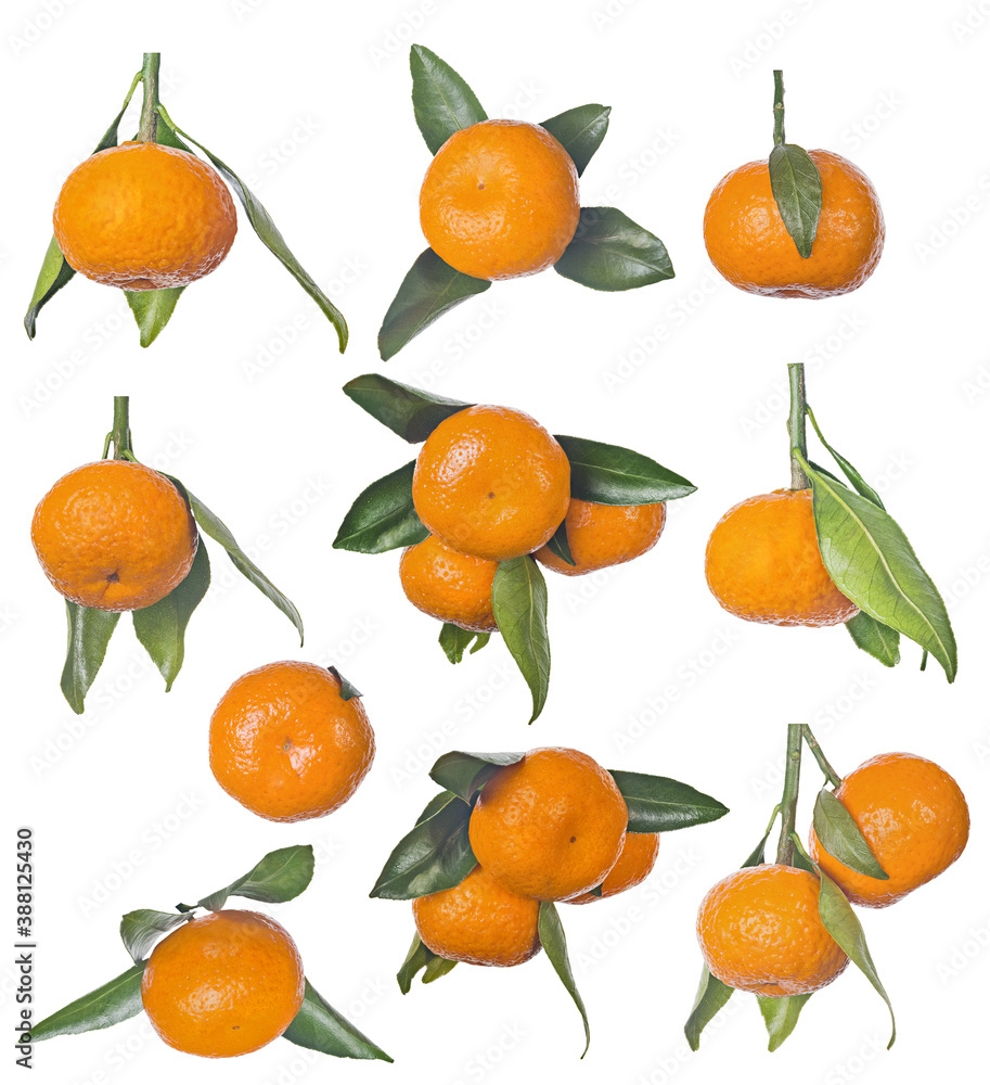 Obraz premium ripe orange tangerines with leaves large group