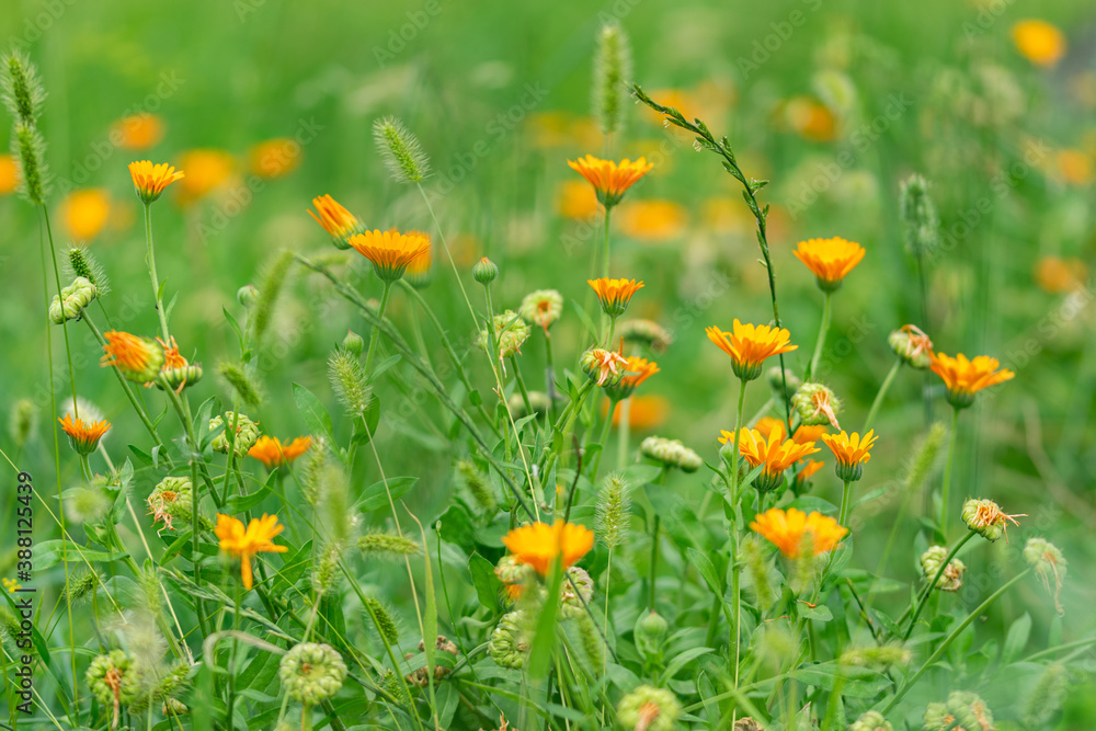 field of wildflowers