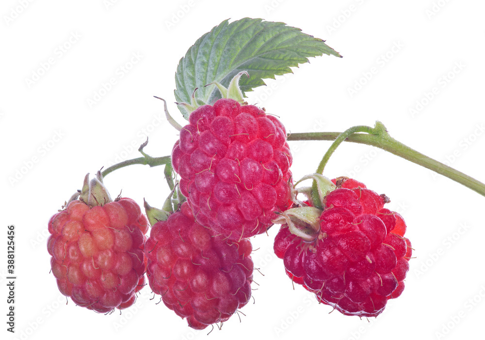 four ripe raspberries with green single leaf four ripe raspberries with green single leaf