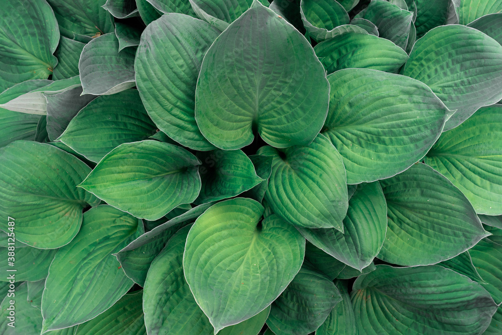 Obraz premium bright and dark green plants for background, gardening