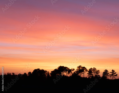 Pôr do sol nas copas das árvores da floresta