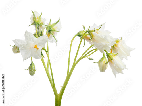 isolated blossoming pure white flowers of potato plant